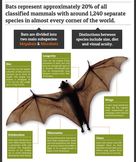 為什麼蝙蝠會飛進家裡|蝙蝠資訊站 Bats information about Taiwan